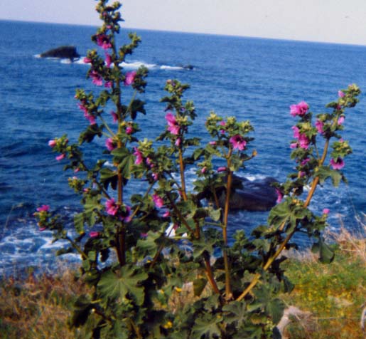 Malva